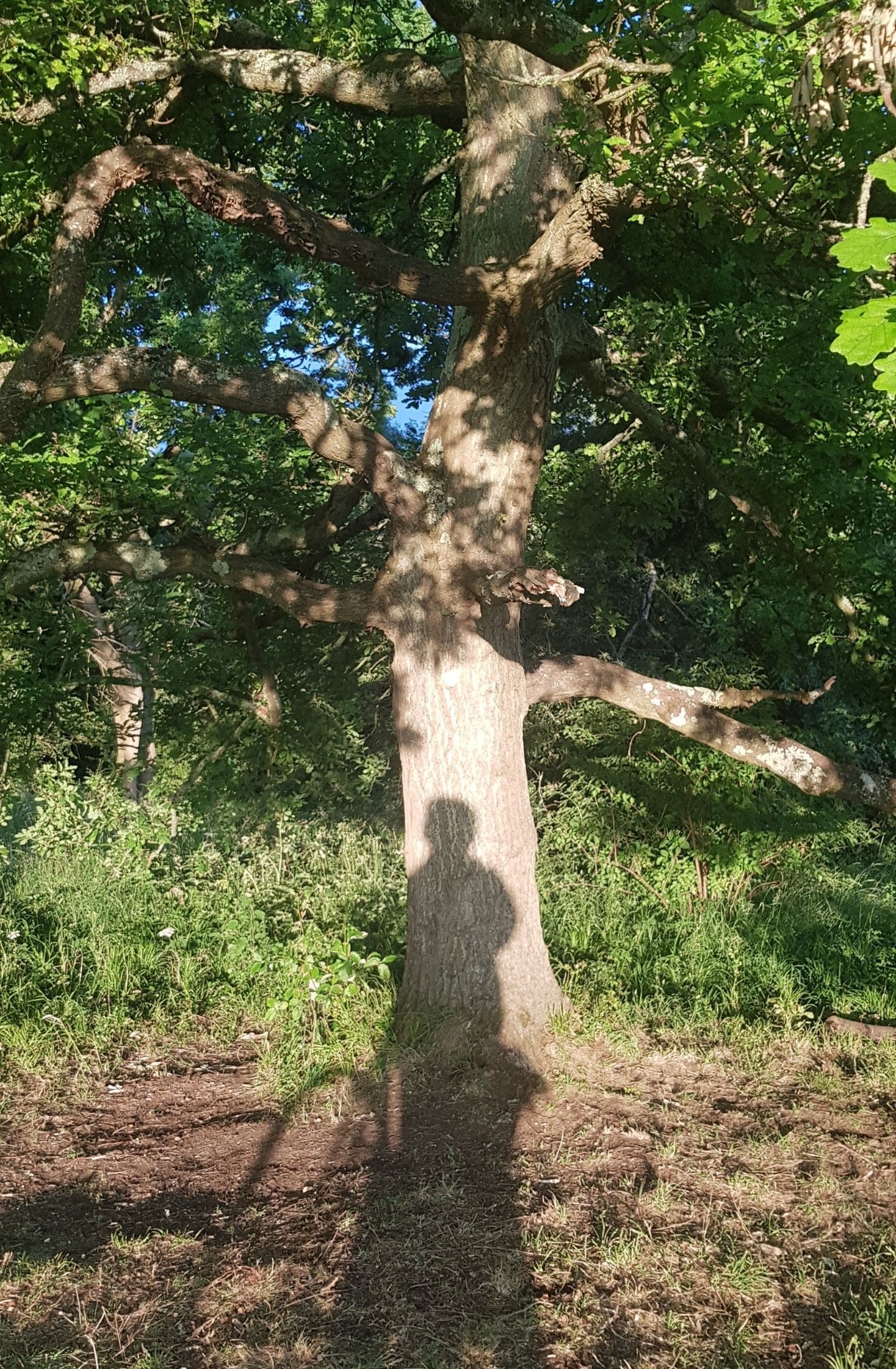 Traci's shadow on an Oak Tree