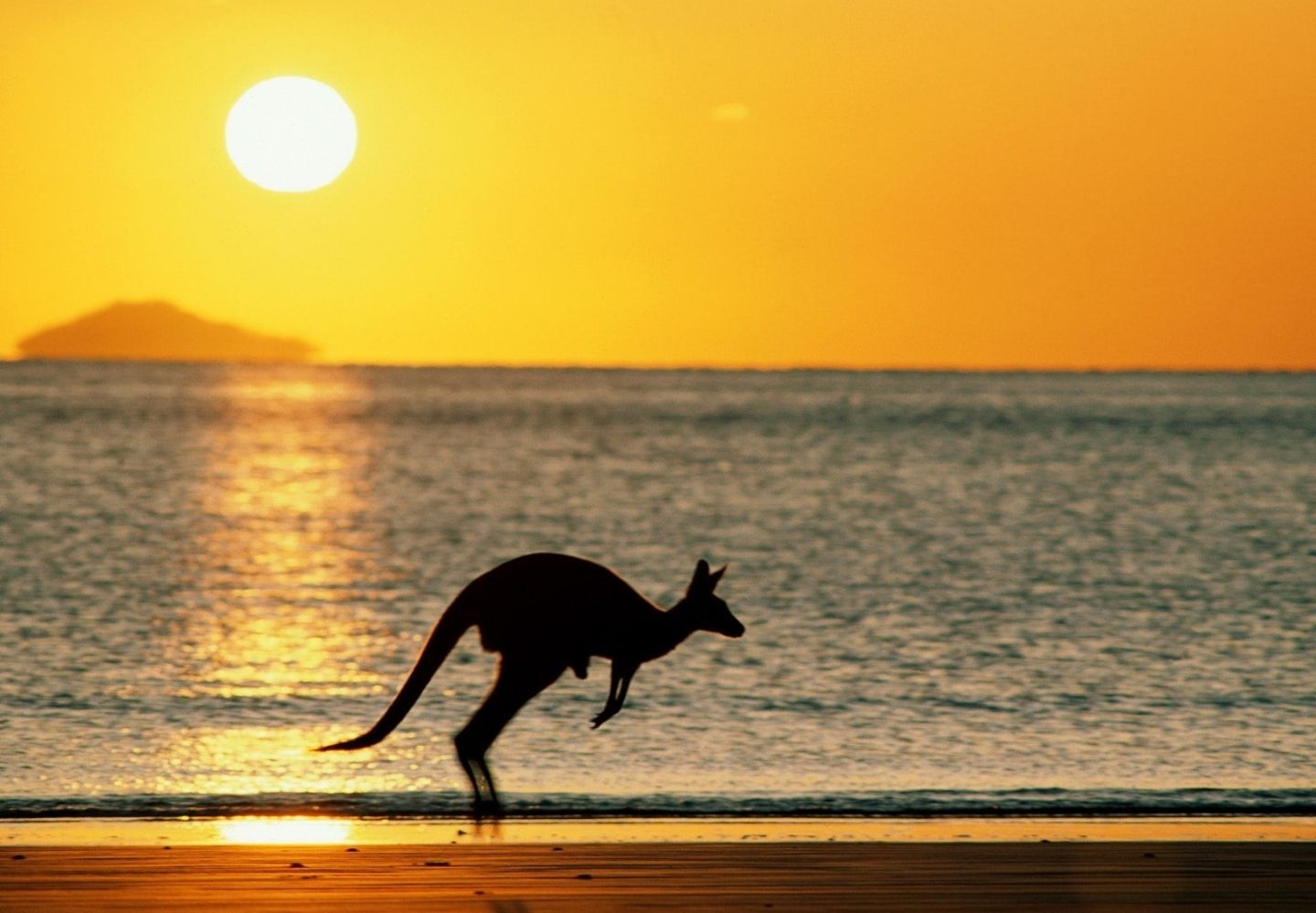 Kangaroo on a beach with ocean in the background at sunset