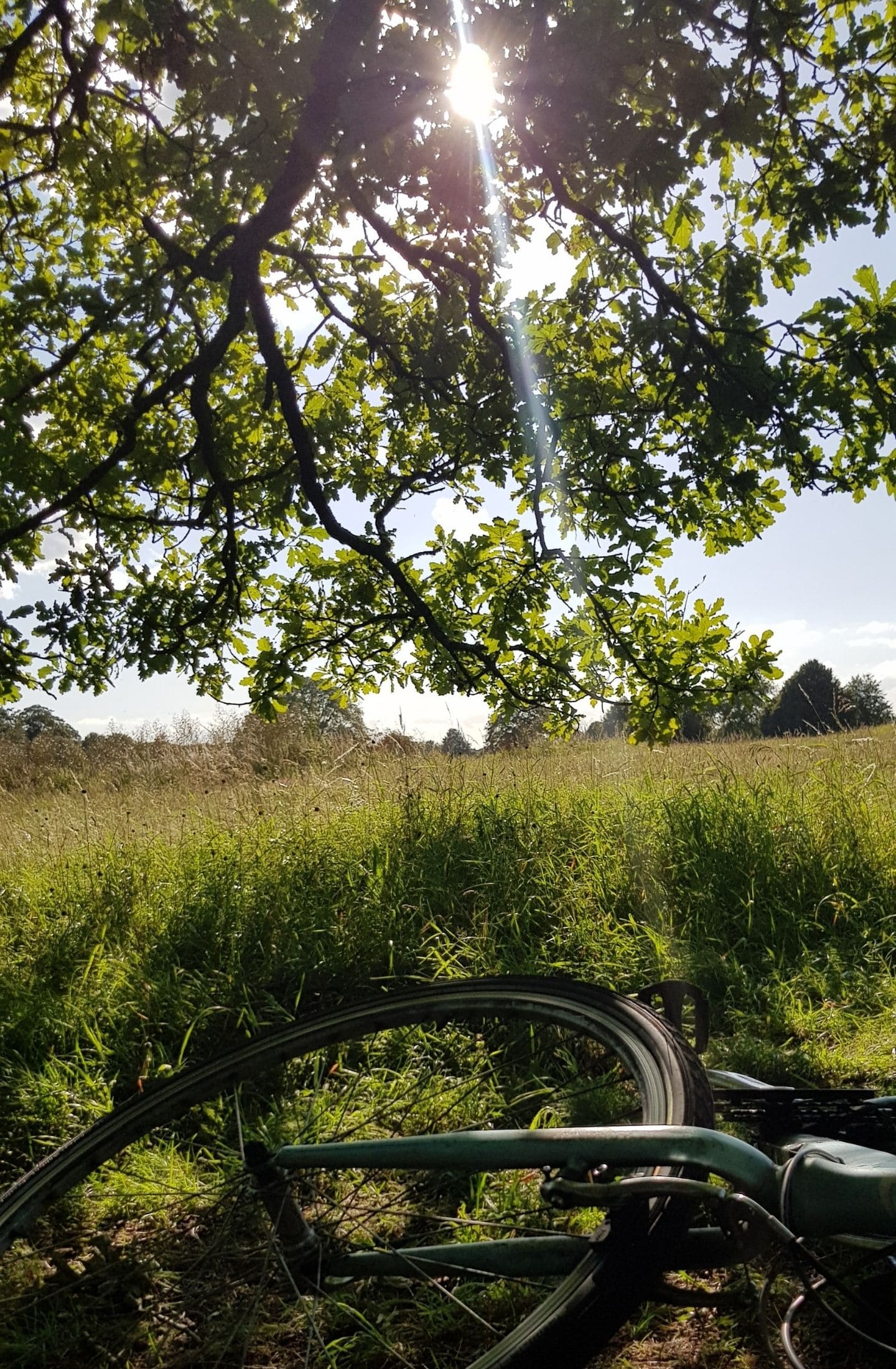 Bike by a tree with sun shining through